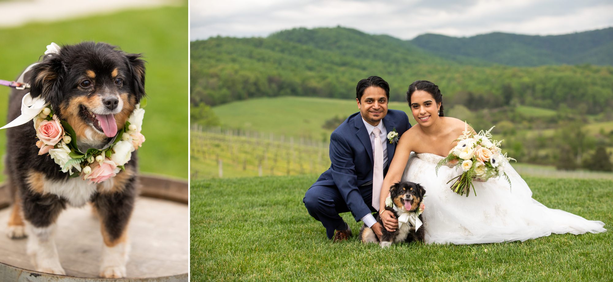 Charlottesville Wedding Dog Photographers