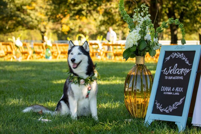 Dog wedding ceremony at Castle Hill Cider